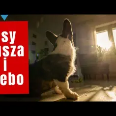Czy pies ma duszę? Odkryj kontrowersje i wierzenia na ten temat