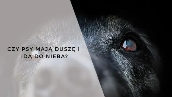 Czy zwierzęta mają duszę? Nauka, wiara i filozofia o życiu zwierząt